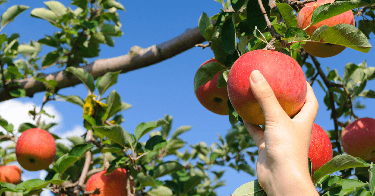 KITTE FARM / きって農園を詳しくみる