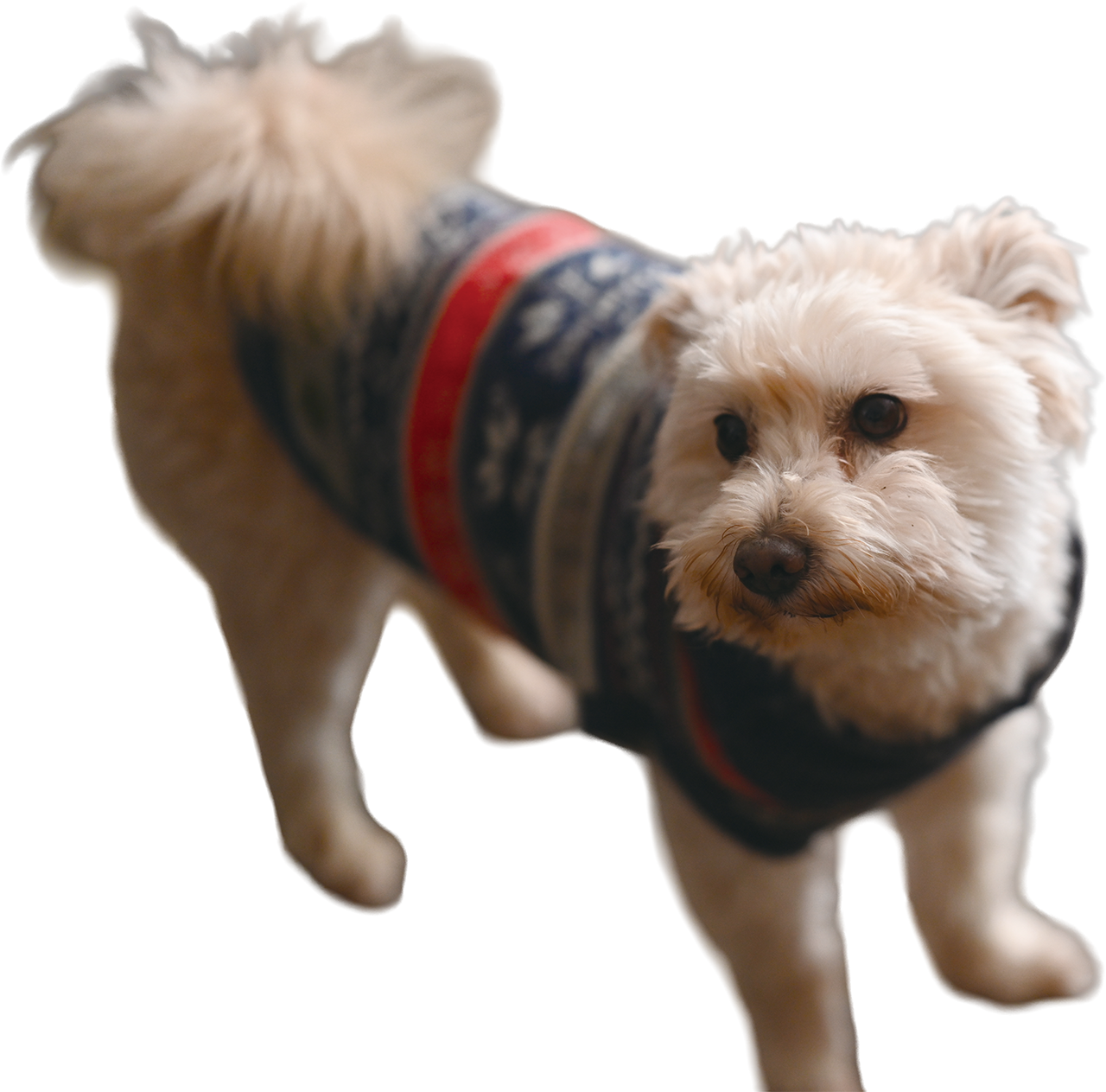 看板犬「ベンジーくん」の写真