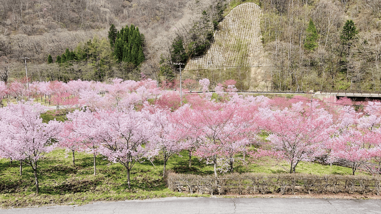 ひらゆさくらの写真