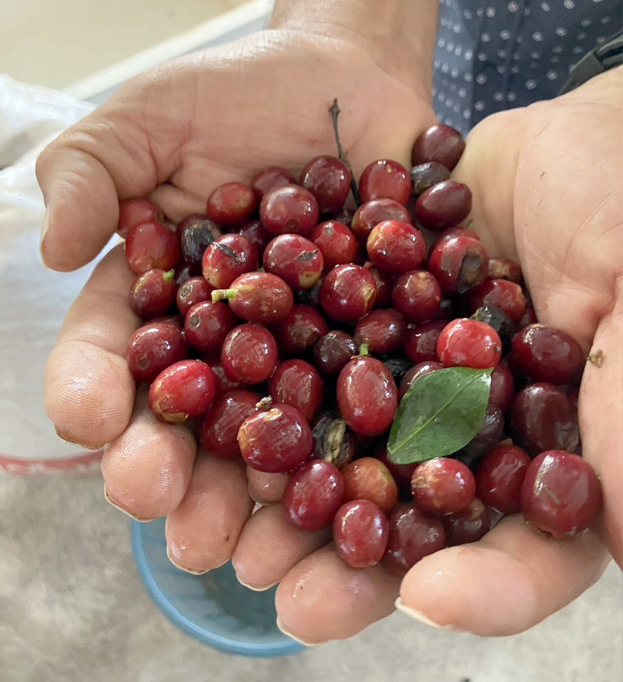 赤く熟した果実は高品質なコーヒーの証。