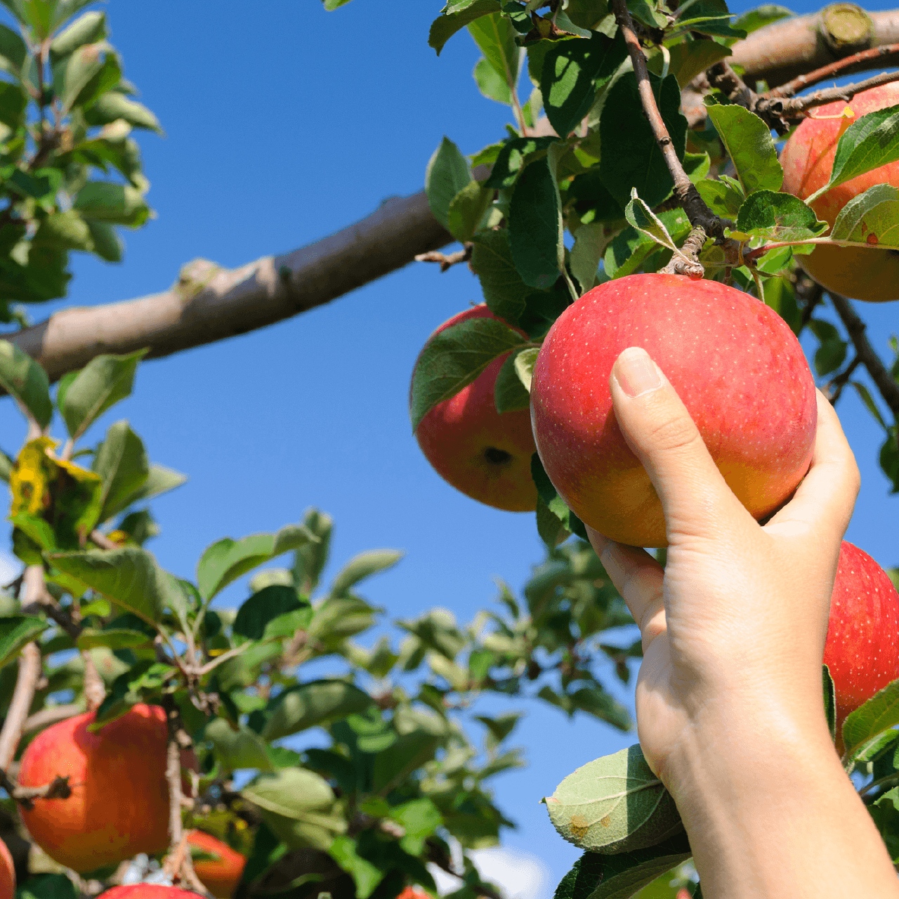 KITTE FARM / きって農園