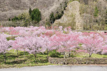 笑いと食とダンスと夜空。 県内最大級のさくらフェスへ。